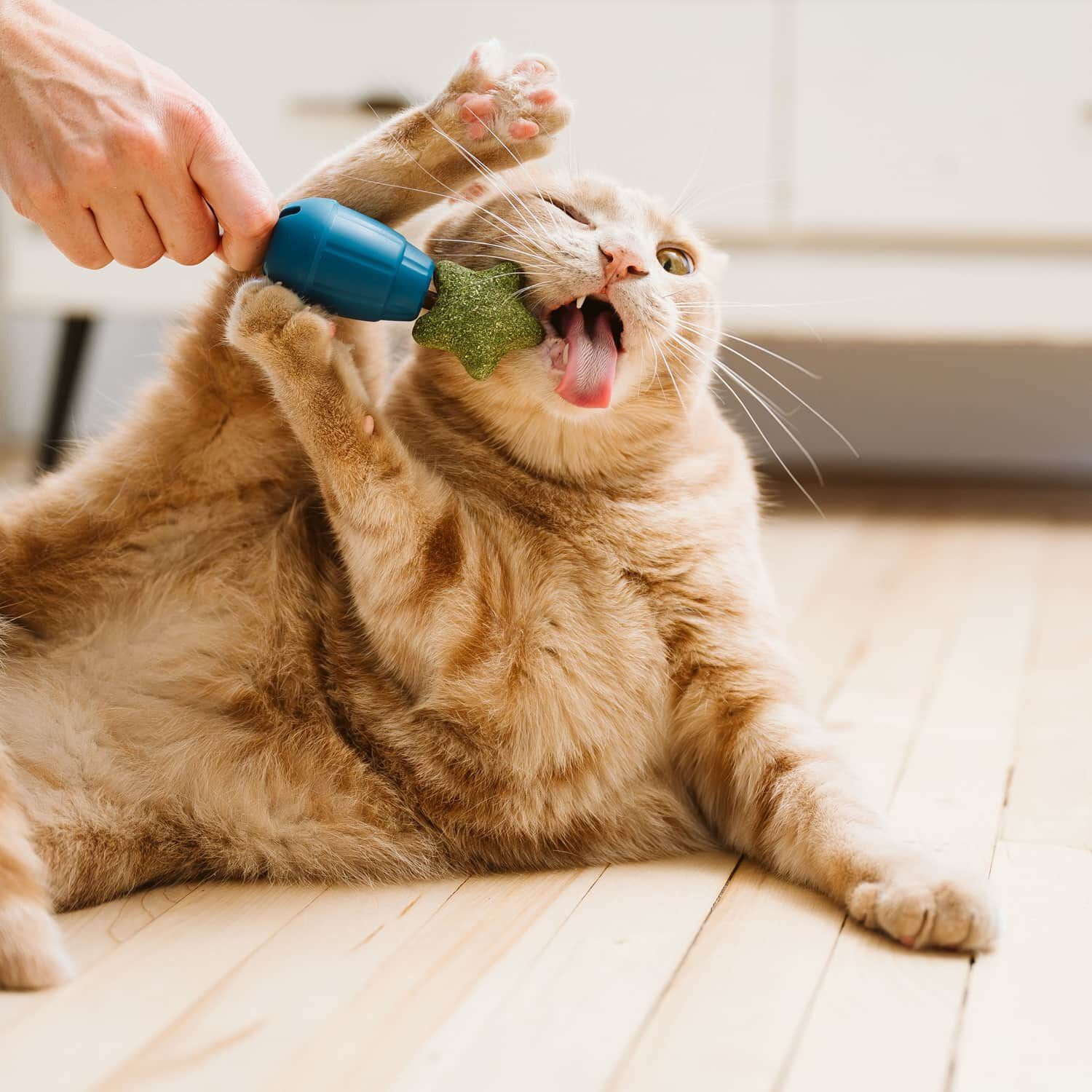 jouet obee! stuff beonebreed jouet obee! stuff beonebreed